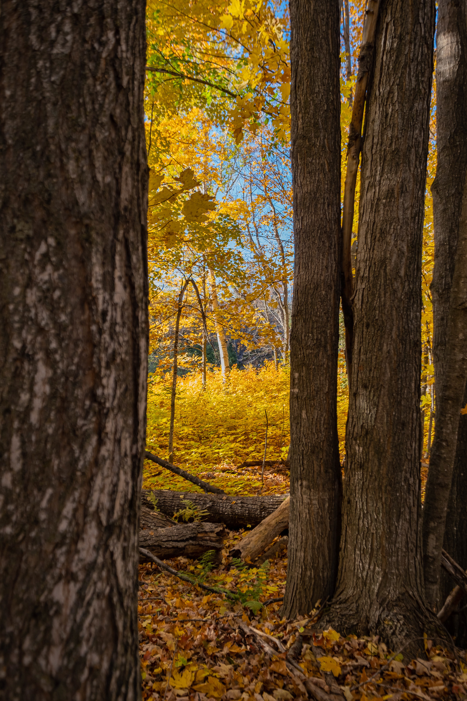 Through the Trees